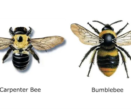Montachusett Pest Control