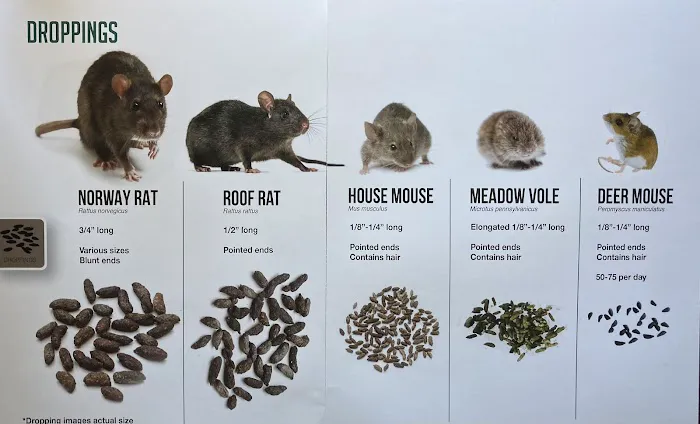 Montachusett Pest Control Picture 7