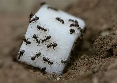 Bug-U Pest Control LLC - Upstate, NY Picture 2