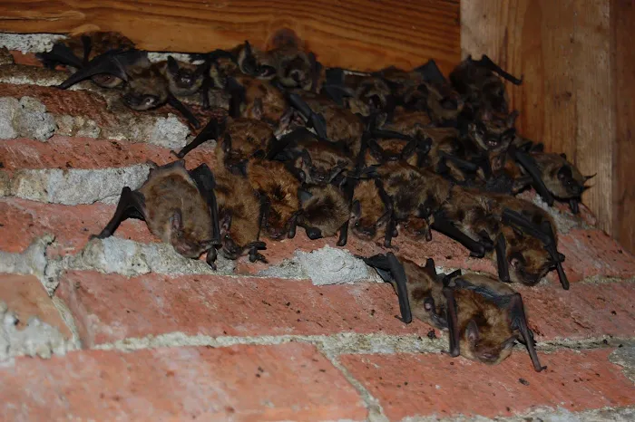 Meerkat Pest Control Picture 6