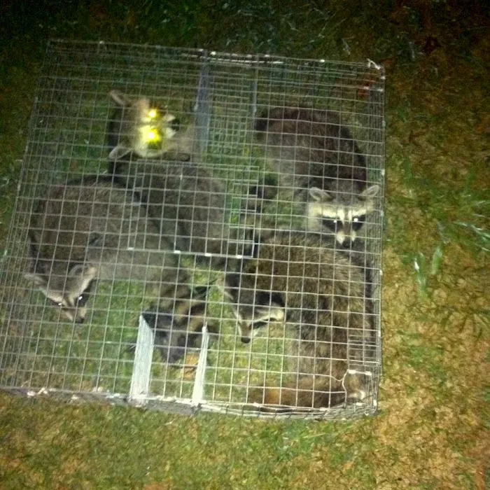 Saratoga County Wildlife Removal Picture 7