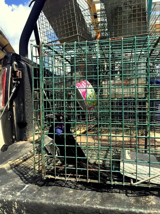 Saratoga County Wildlife Removal Picture 2