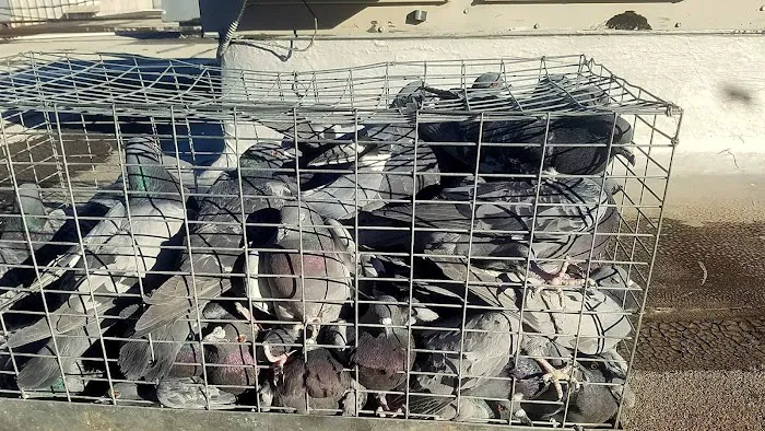 Saratoga County Wildlife Removal Picture 5