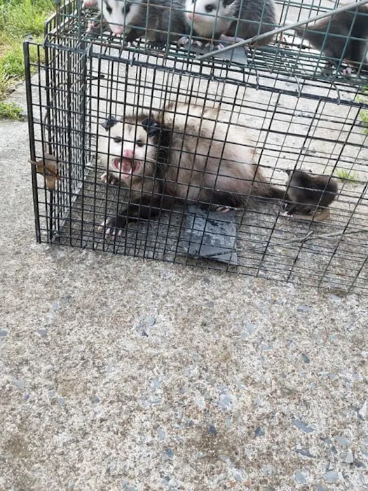 Saratoga County Wildlife Removal Picture 9