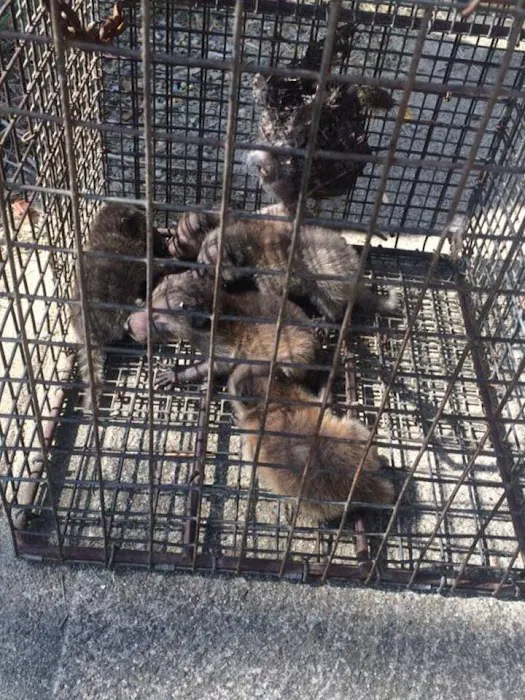 Saratoga County Wildlife Removal Picture 10