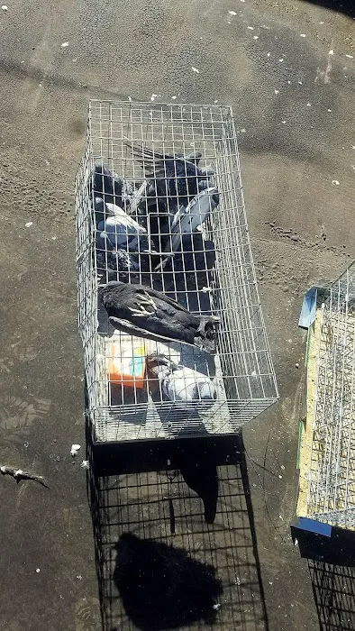 Saratoga County Wildlife Removal Picture 3