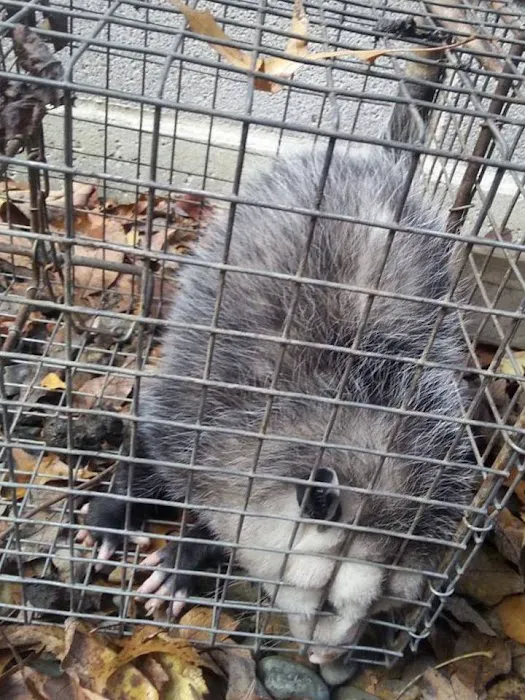 Saratoga County Wildlife Removal Picture 8