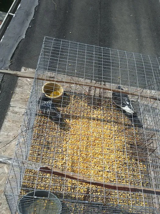 Saratoga County Wildlife Removal Picture 6