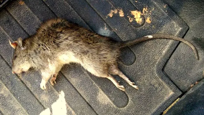 Saratoga County Wildlife Removal Picture 4