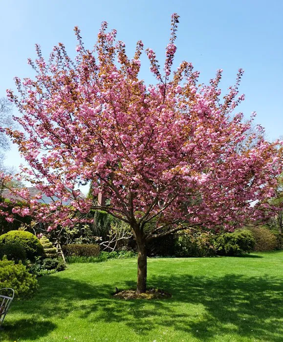 Arbortech Tree & Lawn Care Picture 7