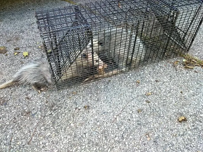 Attic Animal Pest Providence Picture 2