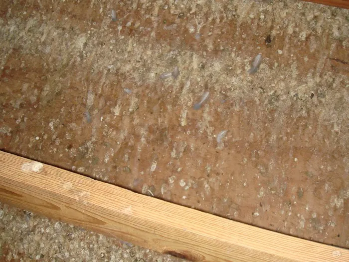 Attic Animal Pest Providence Picture 5