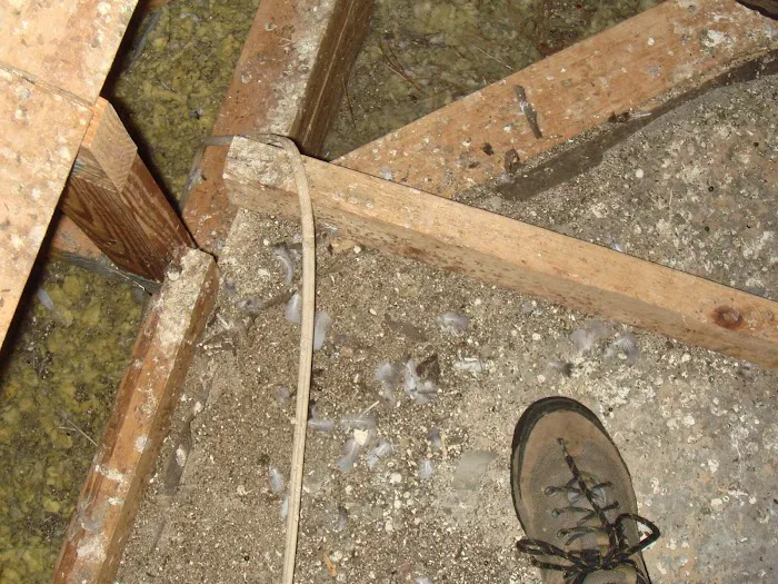 Attic Animal Pest Providence Picture 4