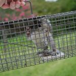 Attic Animal Pest Providence