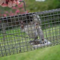 Attic Animal Pest Providence ico