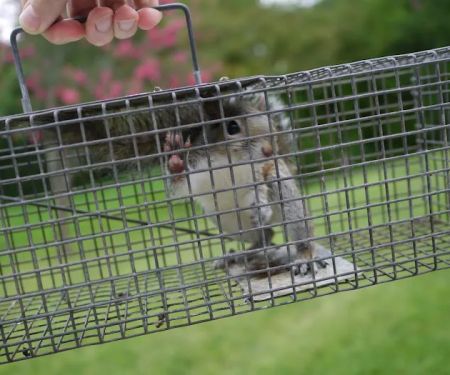 Attic Animal Pest Providence