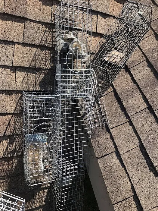 Attic Animal Pest Providence Picture 6