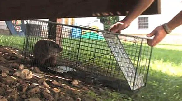 Eliminate 'Em Pest Control Services, LLC Picture 6