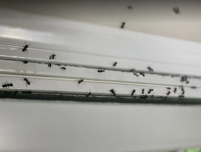 Catseye Pest Control - Providence, RI Picture 9