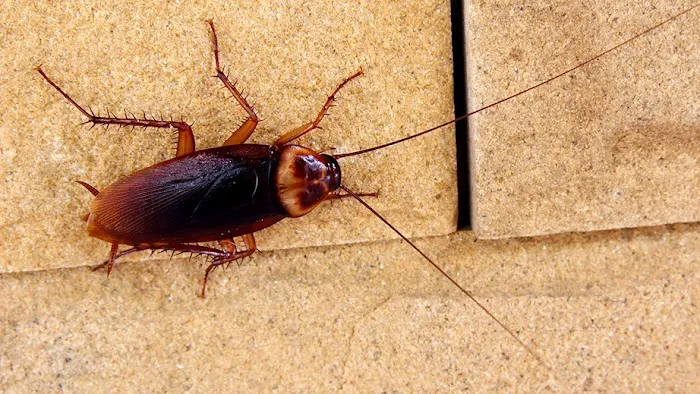 Big Blue Bug Solutions Picture 7