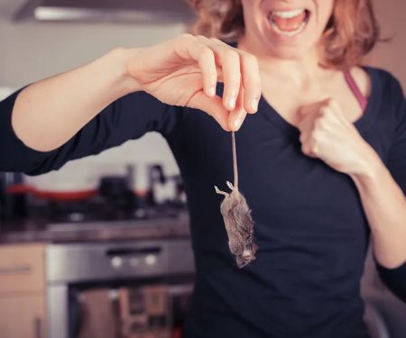 Rhode Island Pest Management