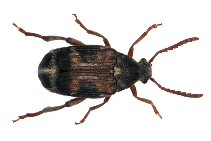 Waltham Pest Services Picture 2