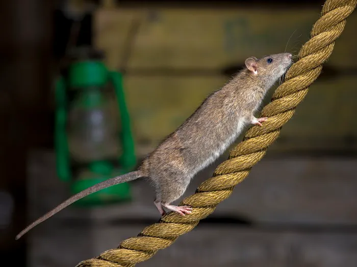 Waltham Pest Services Picture 5