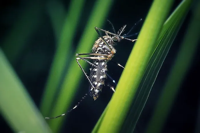 Waltham Pest Services Picture 9