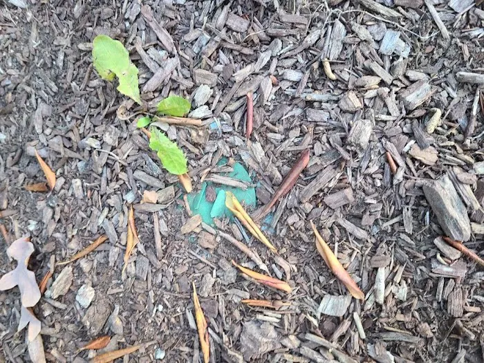 Debug Pest Control - East Providence Picture 3