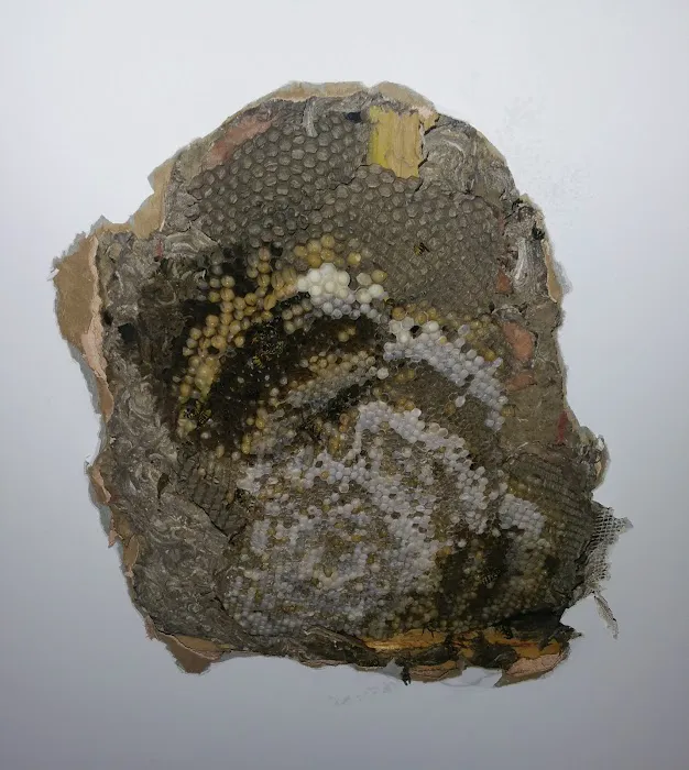 Marshall Pest & Lawn Solutions Picture 5