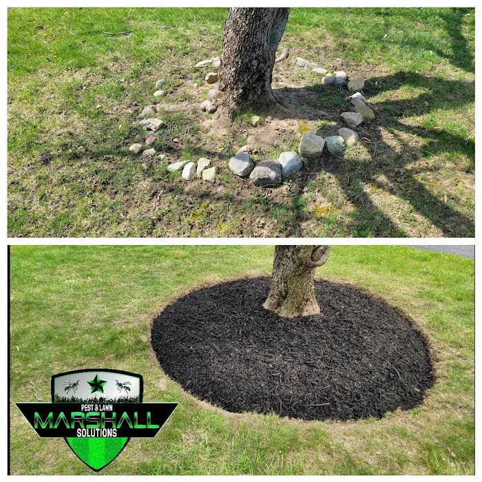 Marshall Pest & Lawn Solutions Picture 7