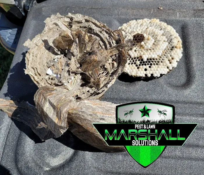 Marshall Pest & Lawn Solutions Picture 8