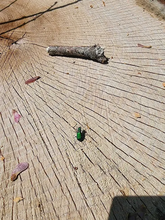 Guardian Pest Control Picture 5