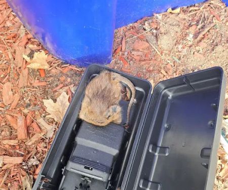 Home & Business Pest Control