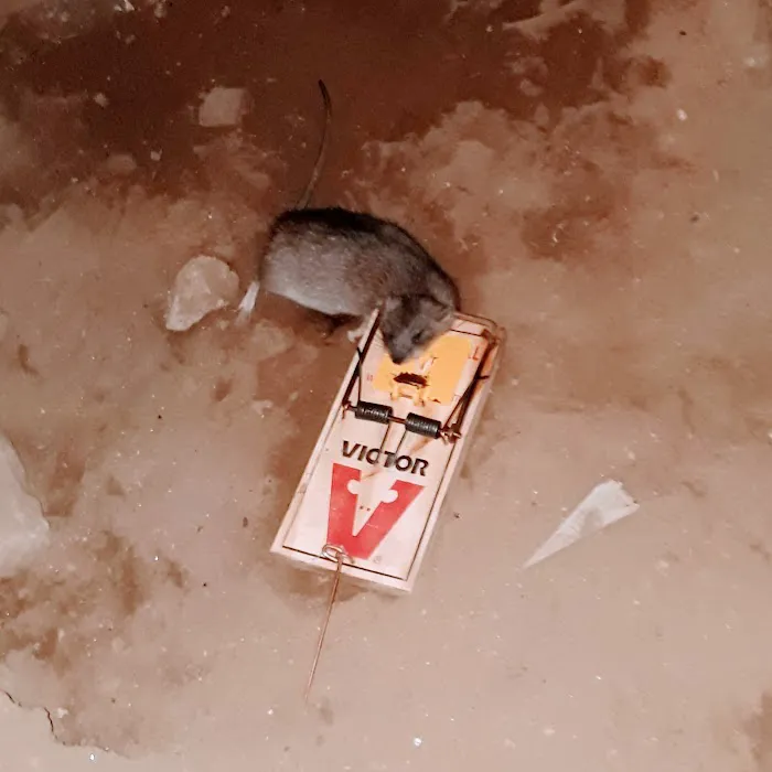 Home & Business Pest Control Picture 3