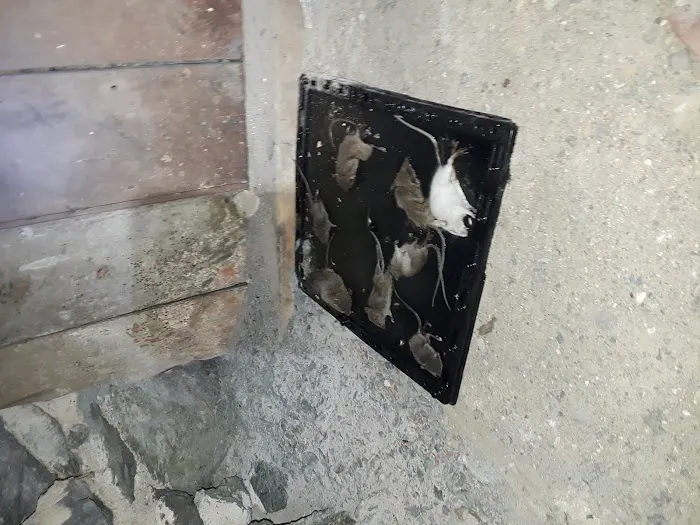 Home & Business Pest Control Picture 5