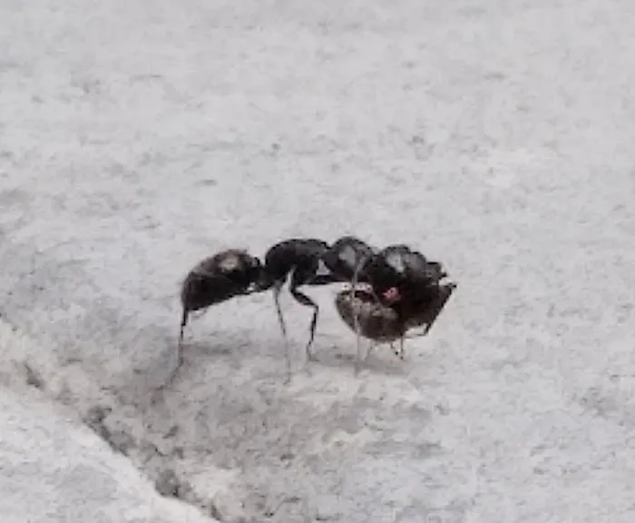 Ace Pest Picture 5