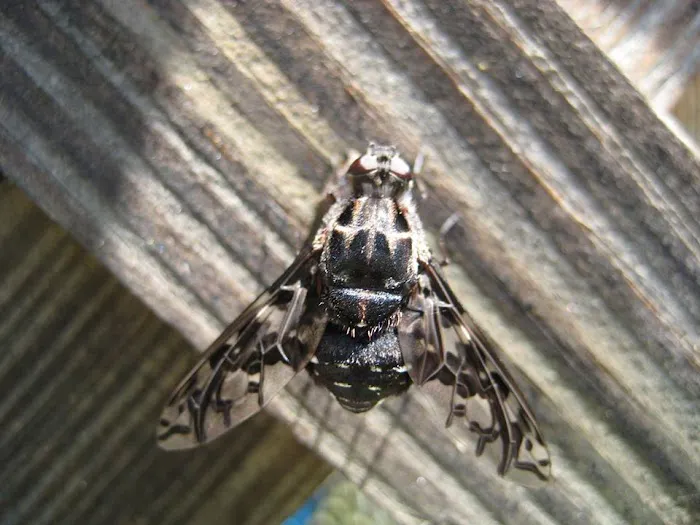 Ace Pest Picture 8