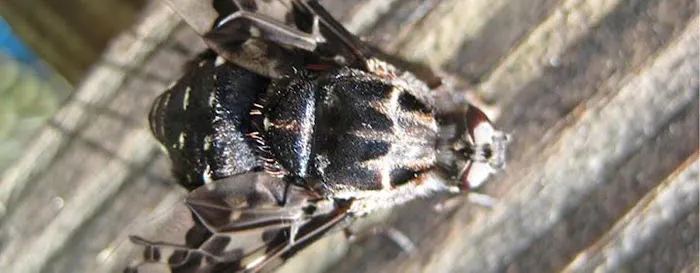 Ace Pest Picture 1