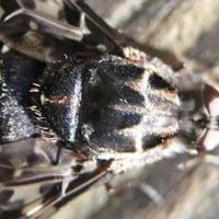 Ace Pest ico