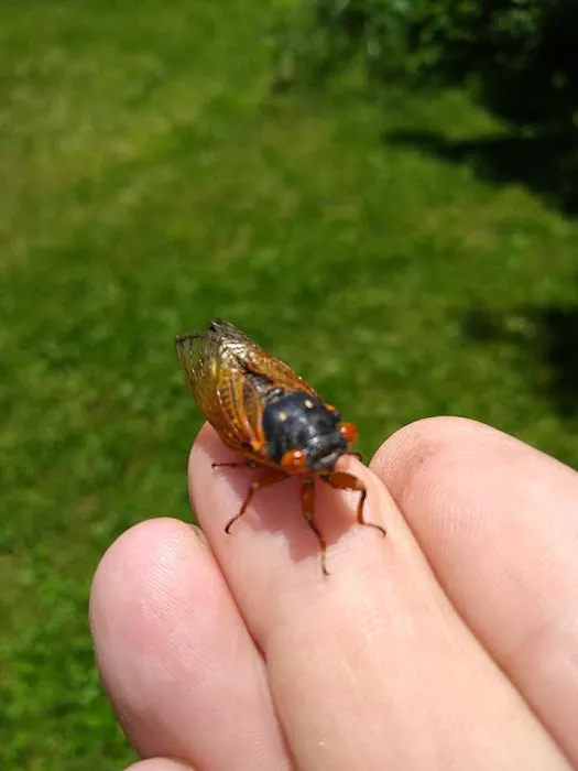 Ace Pest Picture 10
