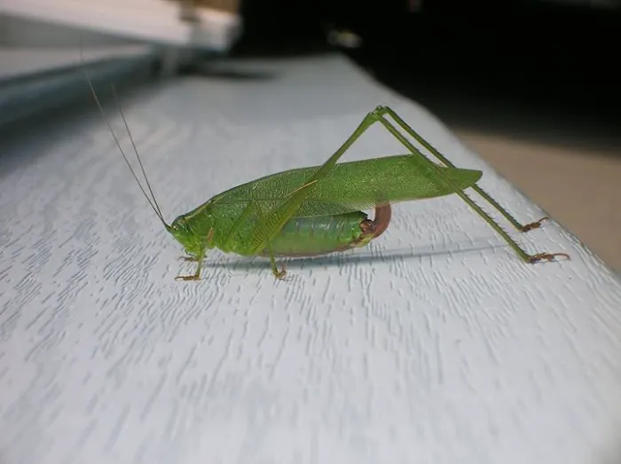 Ace Pest Picture 6