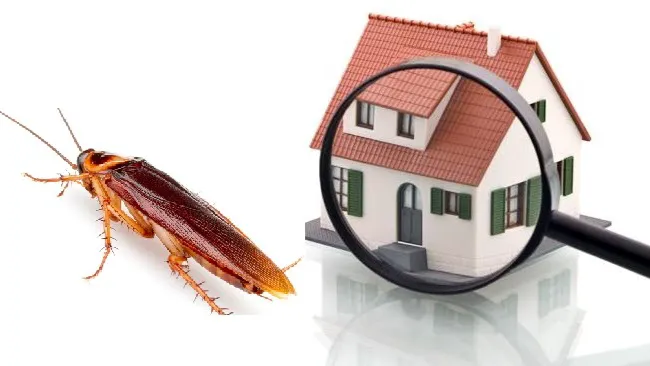 True Pest Control Picture 1