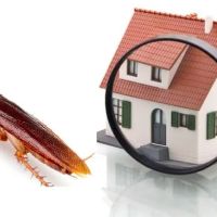 True Pest Control ico