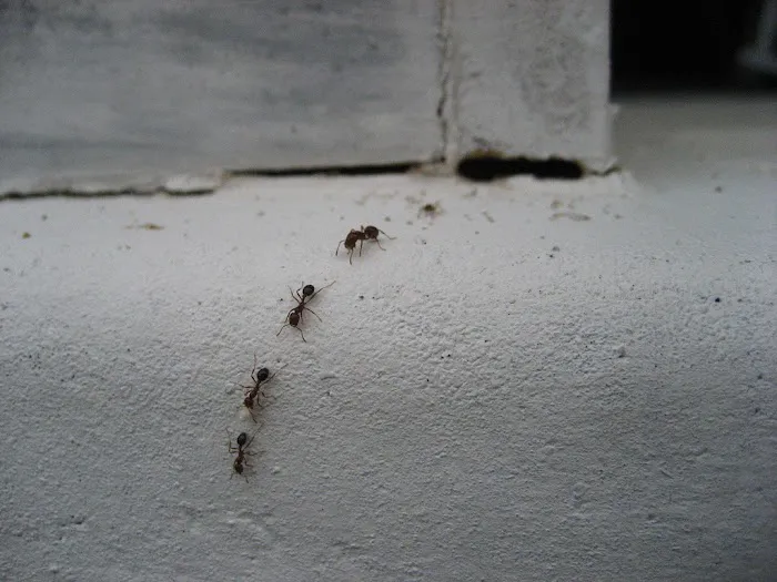 True Pest Control Picture 2
