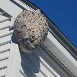 Insight Pest Solutions - Boston, MA