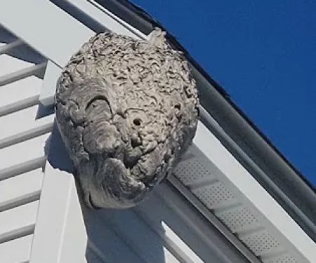 Insight Pest Solutions - Boston, MA