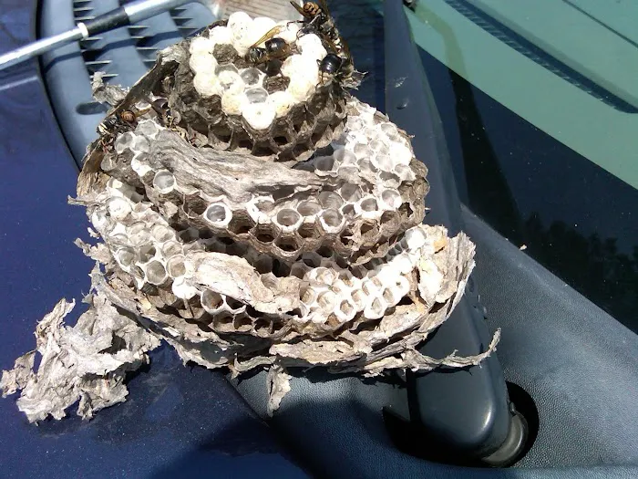 Pro-Tech Pest Control Picture 7