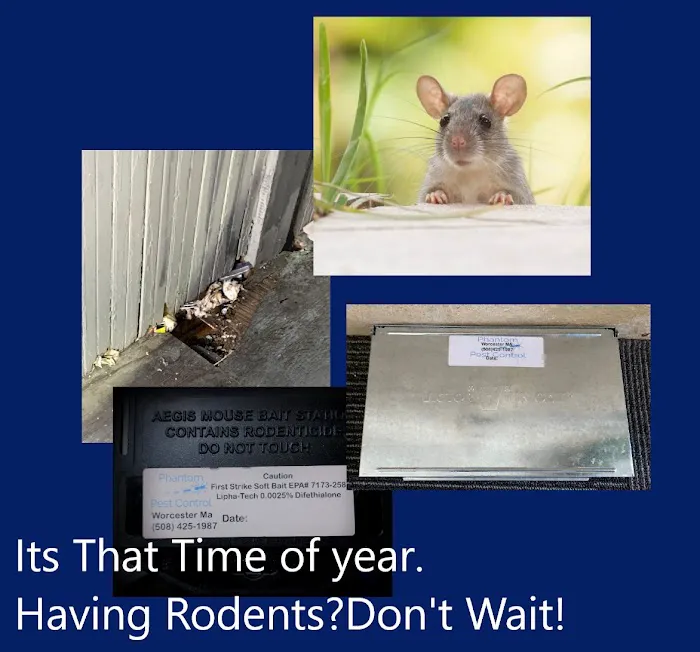 Phantom Pest Control Picture 2