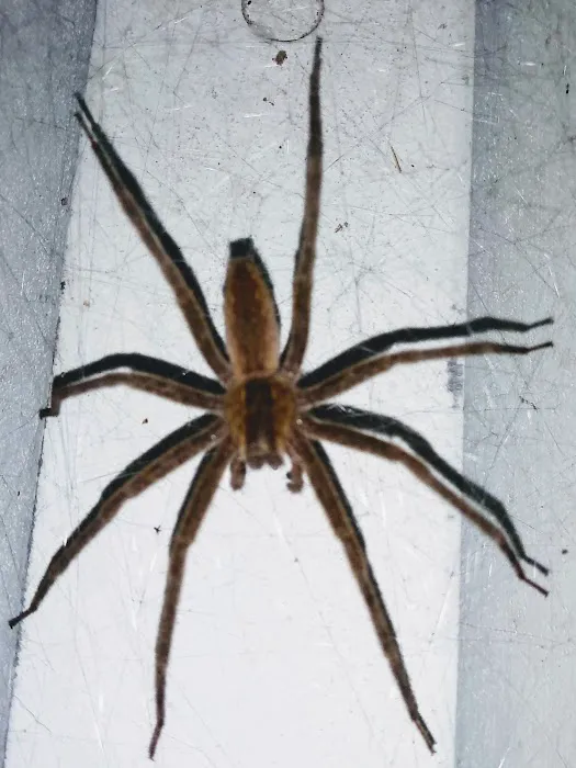 Martin Pest Control Picture 9
